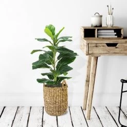 30" X 16" Artificial Fig Plant In Basket With Handles - LCG Florals -Wall Charm Deals Store GUEST 0326b1b8 f368 458f a224 cb96c395f245